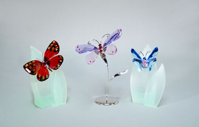 Exotic Butterflies
